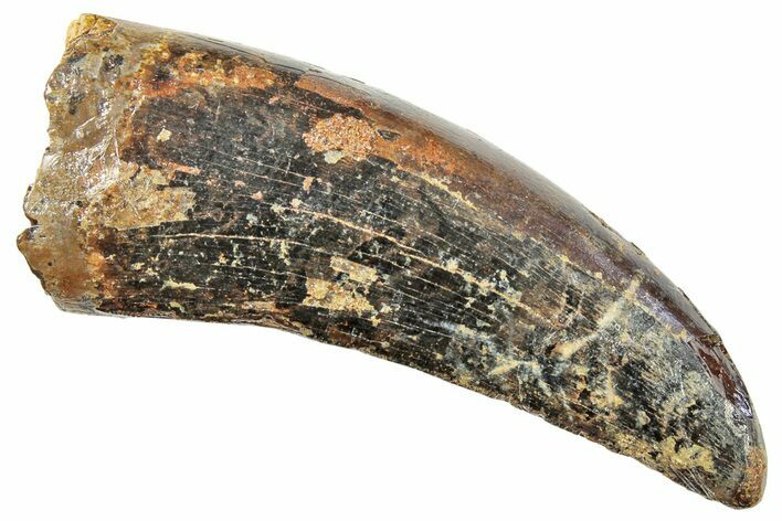 Serrated, Tyrannosaur (Nanotyrannus?) Tooth - Montana #245870
